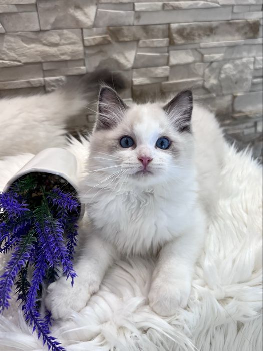 Ragdoll kocur Alex , rodowod FPL.