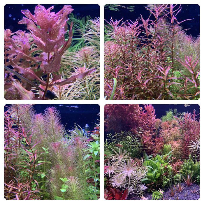 Акваріумні рослини