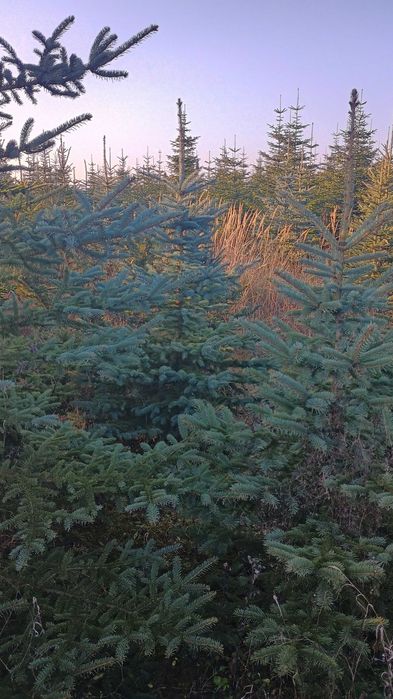 DUŻE Choinki na Święta BN 2025 -Poznań i okolice. DARMOWA DOSTAWA