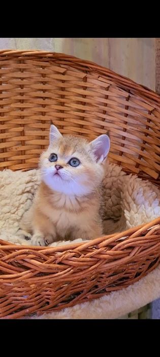 Красатулька мальчик шотландский