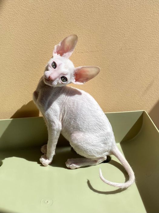 Шикарний хлопчик Корніш Рекс