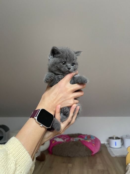 Scottish straight shorthair