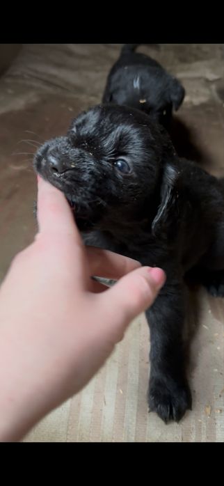 Віддаємо цуценят