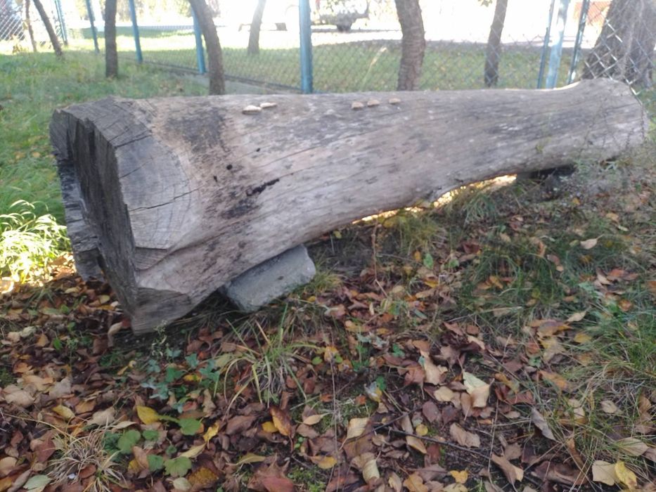 Деревина ясен (сухий)