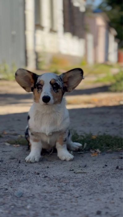 Цуценя вельш коргі кардіган