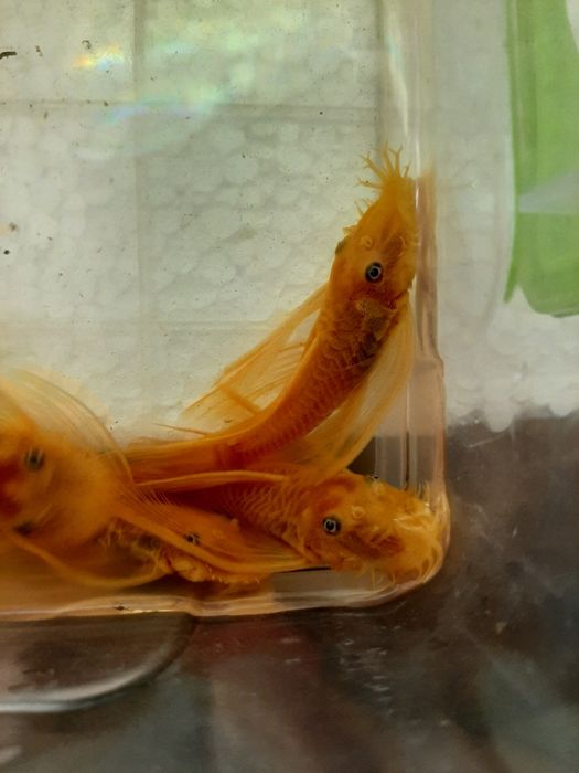 Анциструс L-144 Gold/ Производители L-144 Gold вуаль и обычные/номерны