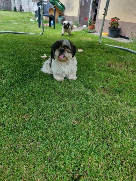 Shih tzu piesek 3 lata