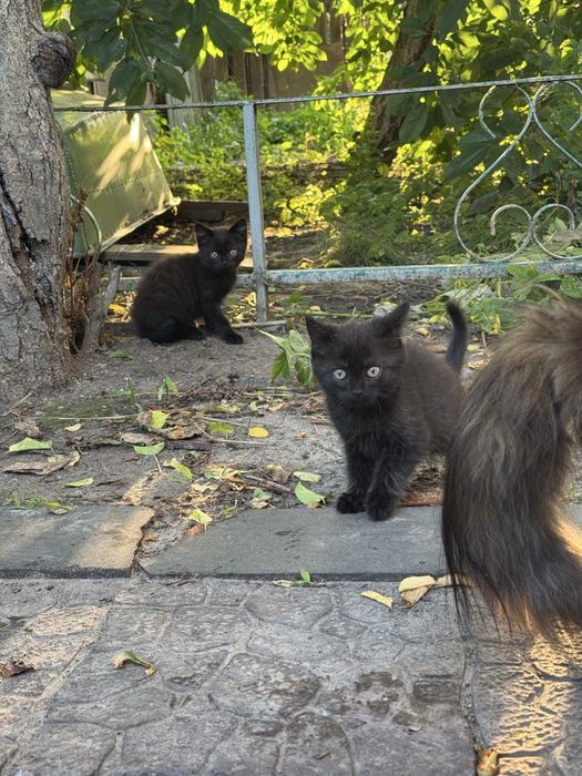 Котеня 2 місяці