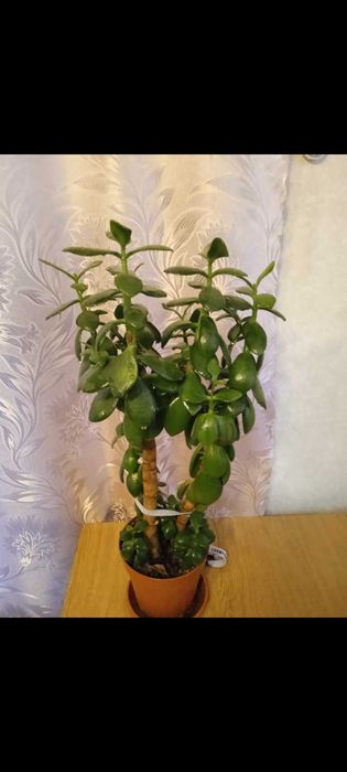 Продам толстянки