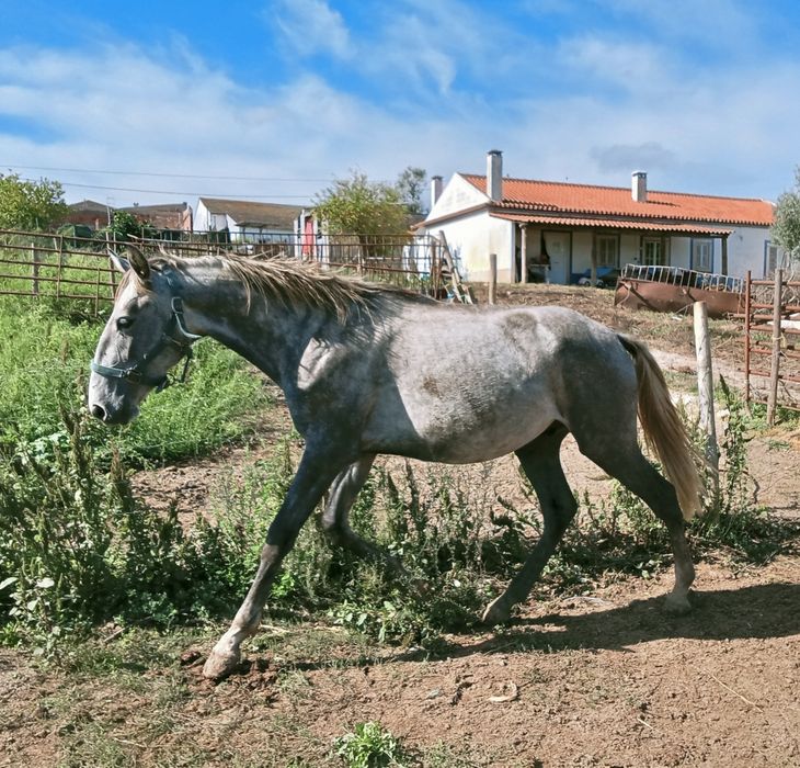Poldro Lusitano de 4 anos