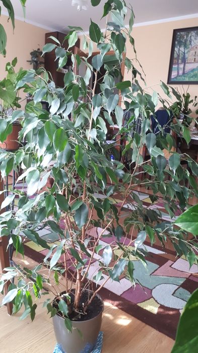 Fikus Benjamin 140 cm z donica