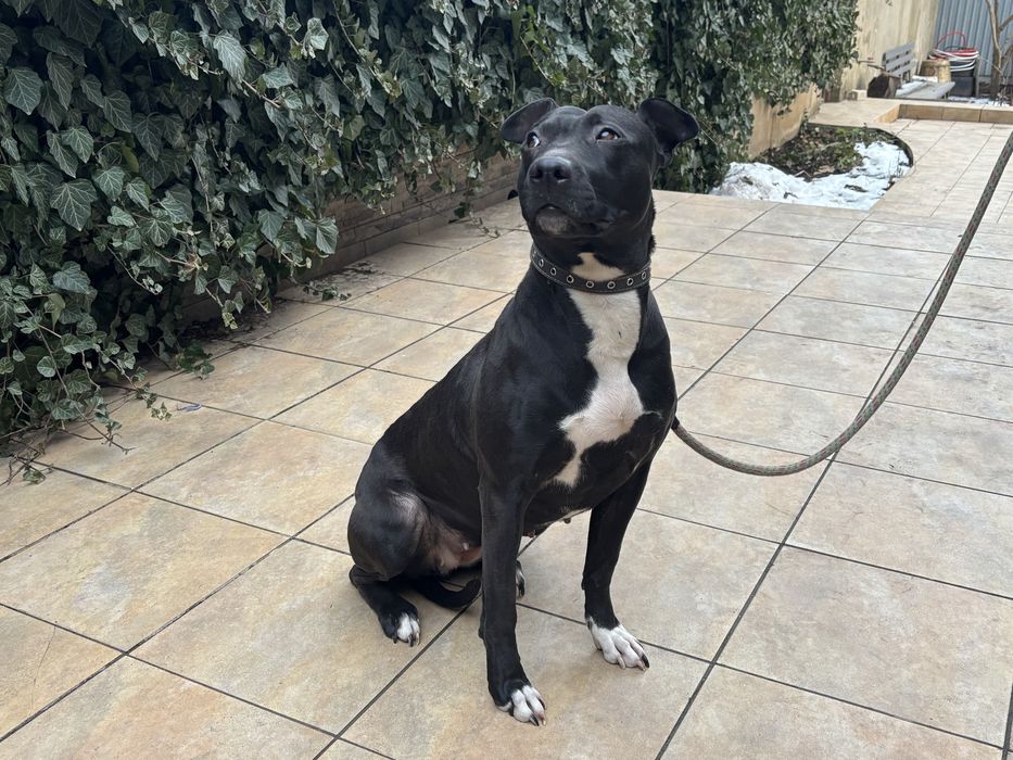 Отдаём молодую сучку Питбуля