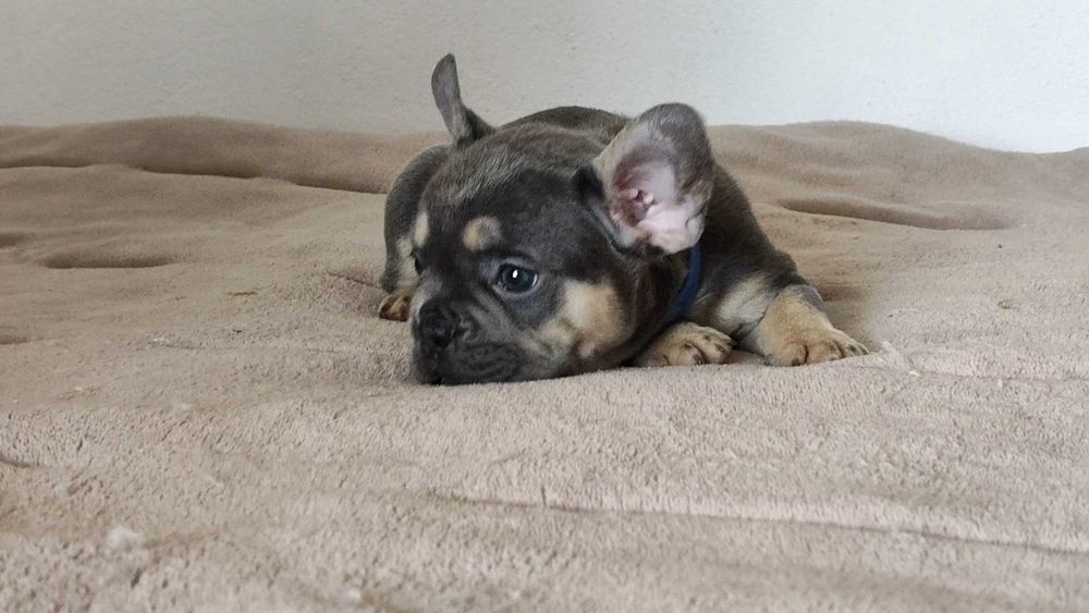 Filhote de cachorro Buldogue Francês