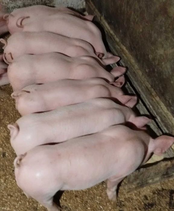 Продам поросята м'ясних порід на вдгудівлю від 22 до 24 кг біла велика.