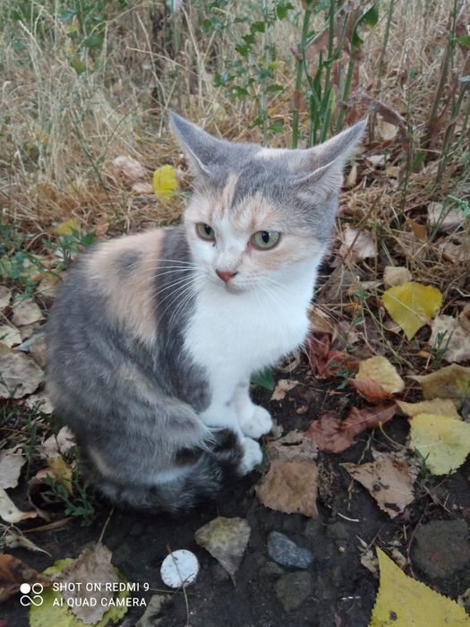 Трьохмасна красуня в любов та турботу