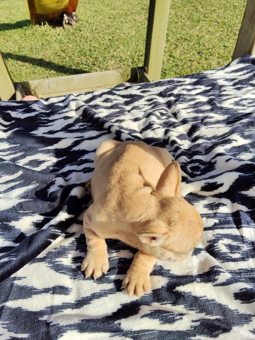 Bulldog Francês Lilac Fawn