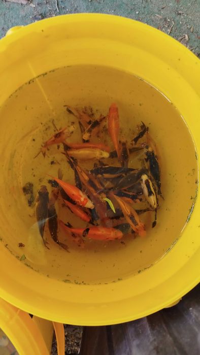 Peixes de aquário ou lago