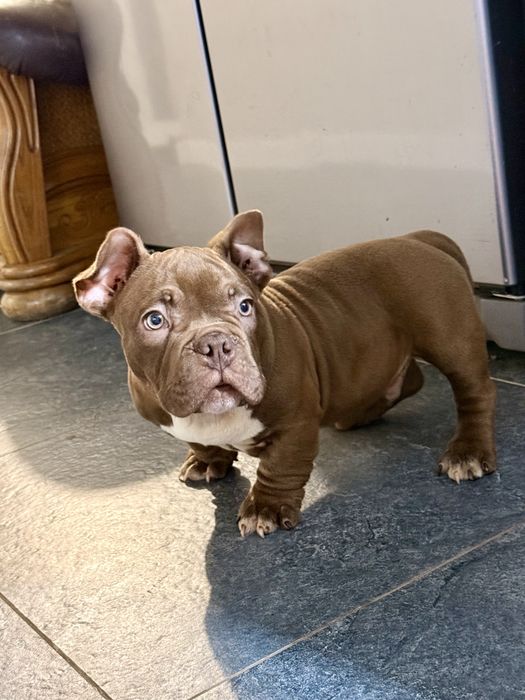 Буллі екзот нано Американський буллі