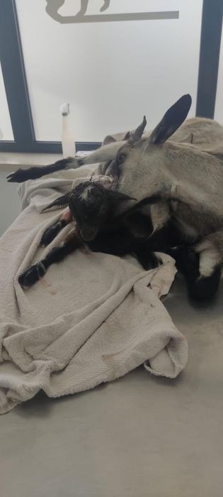 Vendo animais de quinta