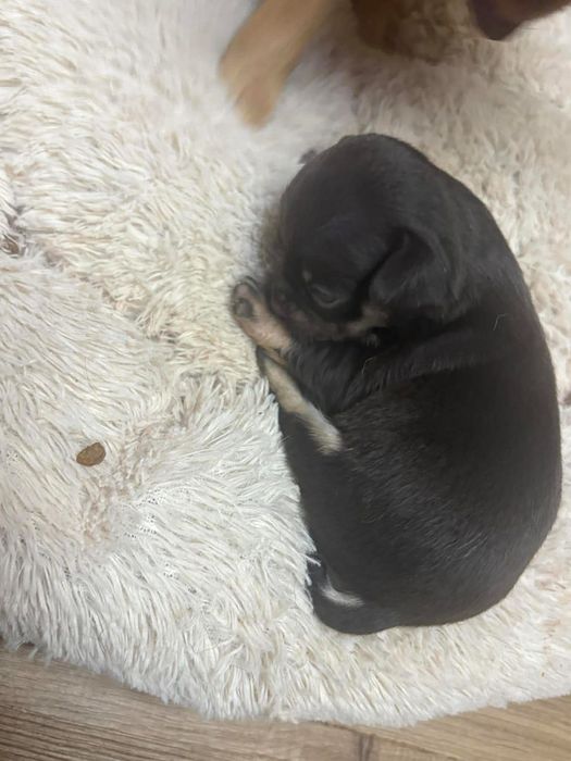 Chihuahua Macho Mini