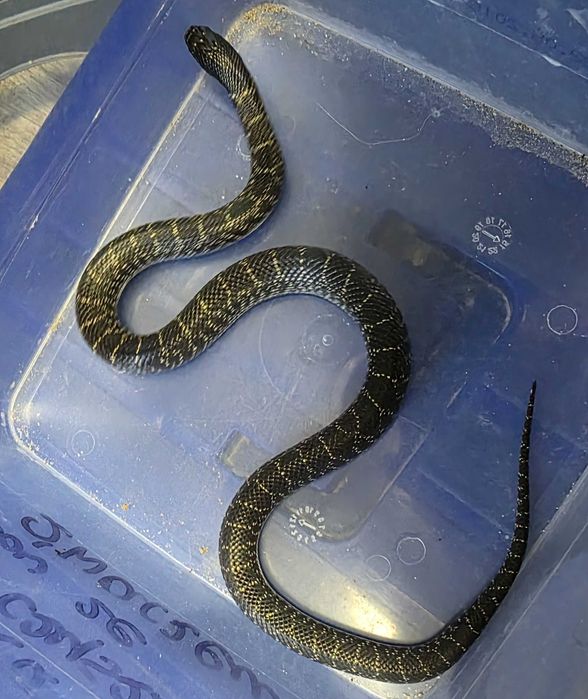 Lampropeltis L.g Splendida nie wąż zbożowy