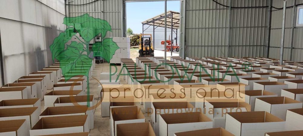 Paulownia Turbo Pro®, Híbrido estéril  produção de madeira caldiad