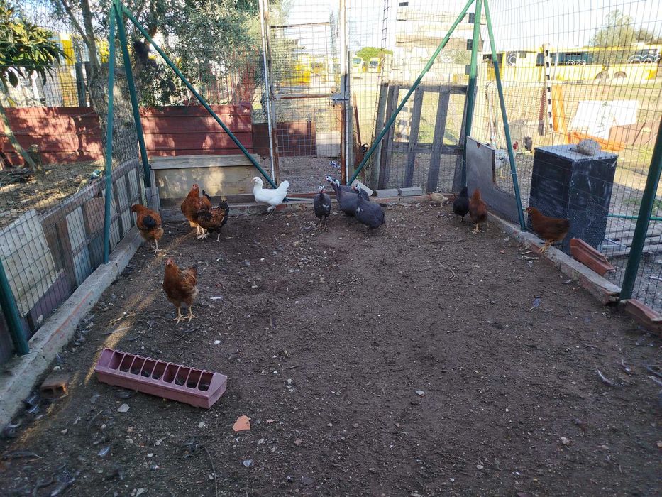 Ovos Galados Brahama e jersey, Pintos e Frangos Diversos Patos