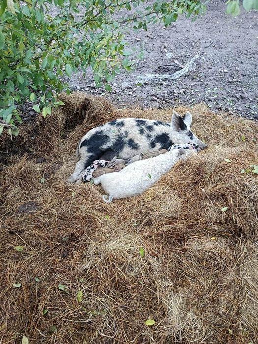 Поросята свині Мангали та Мангалиця
