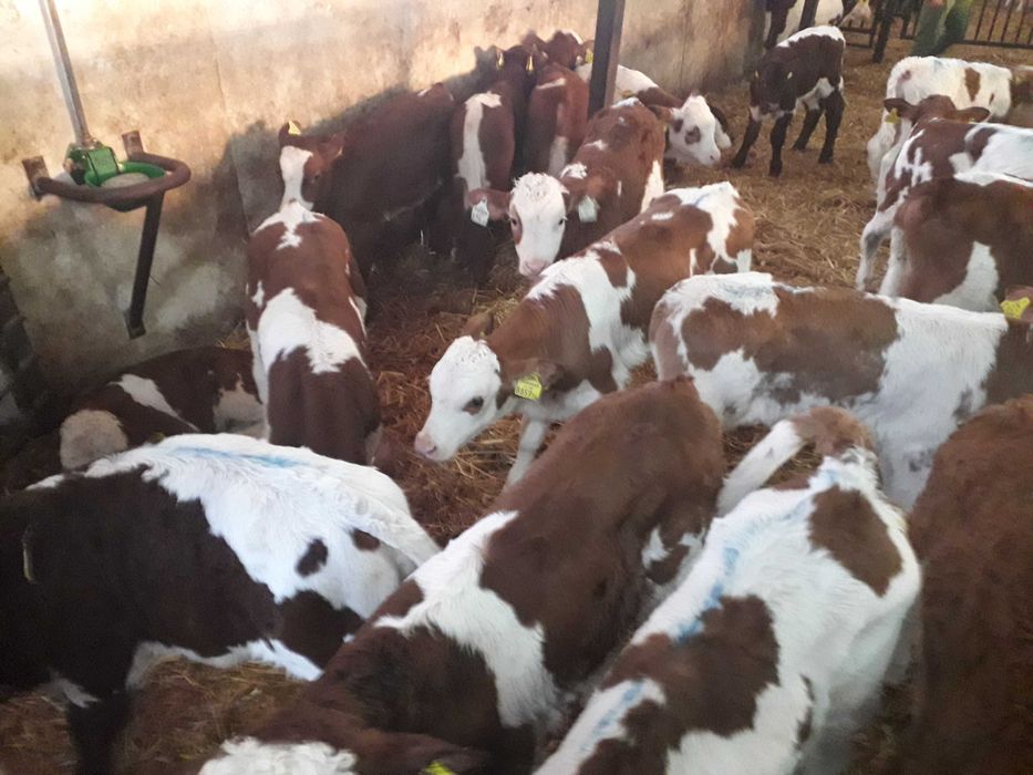 Cielęta mięsne  Simental, startery, odsadki, samodzielne, na mleko