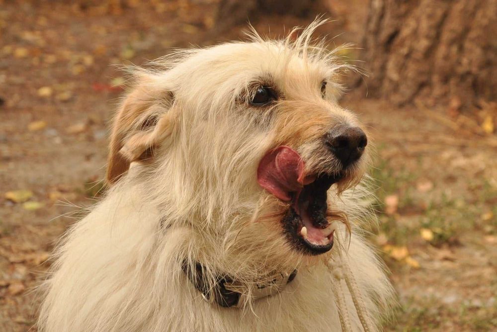 LOTTA - wyjątkowa suczka do adopcji