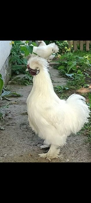 Кури Китайська шовкова