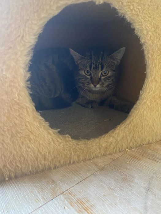 Młody kocurek Pazurek do adopcjii!