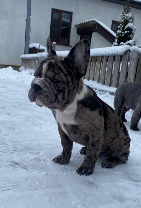 Красуня французский бульдог