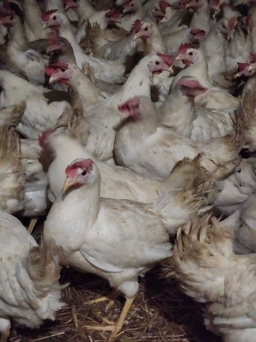 Kury nioski Rosa z pierwszym jajkiem. Leghorn i Messa. Dowóz Gratis.