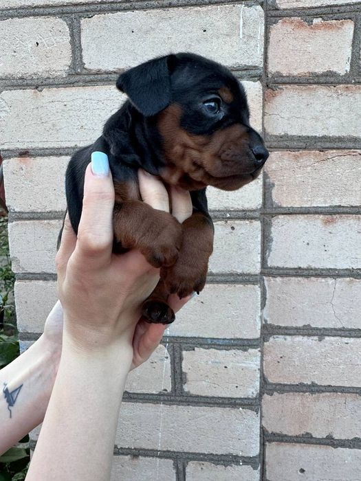 Дівчатка цвергпінчера(мініатюрного пінчера)