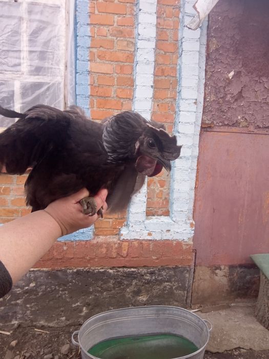 Продам півнів продам