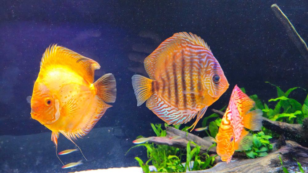 Dyskowce paletki 14-17cm 500g Bernd