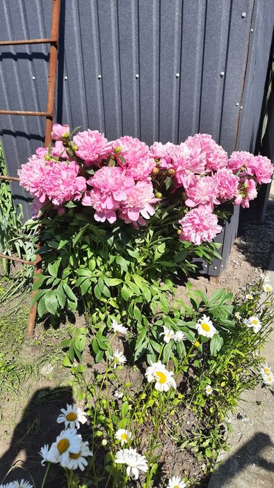 Продам саджанці піонії повна темнорожева, пахуча