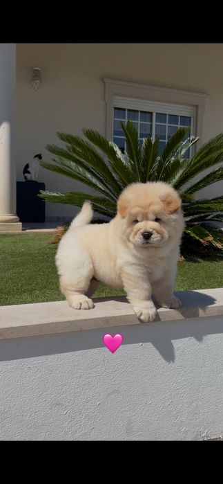 Chow chow fêmea..
