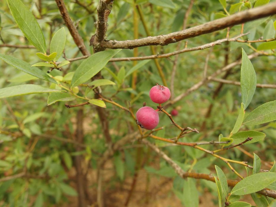 дерево-сад, яблуня, слива на дичці/саджанці/прищепи живці дерев