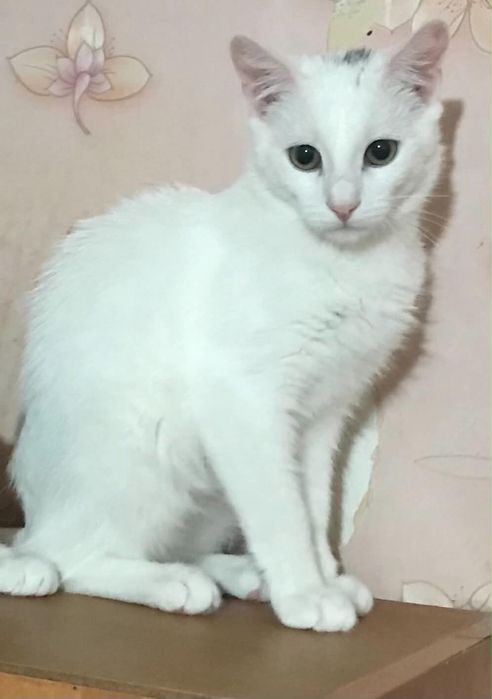 Котята в хорошие руки