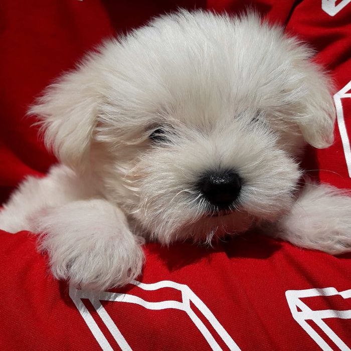 Мини малыш Мальтезочка )