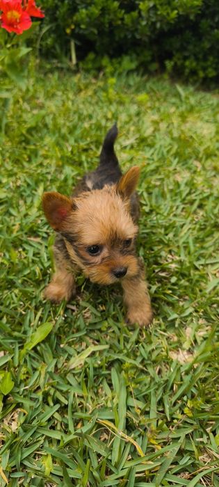 Yorkshire Terrier miniatura fêmea criado em ambiente familiar