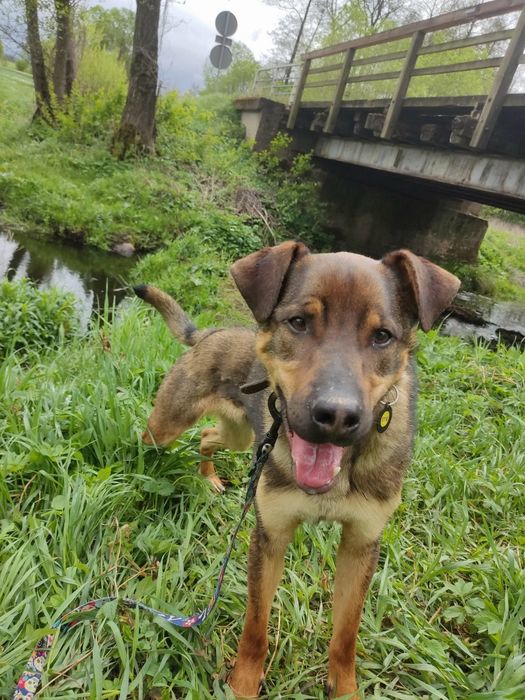 Klops do adopcji