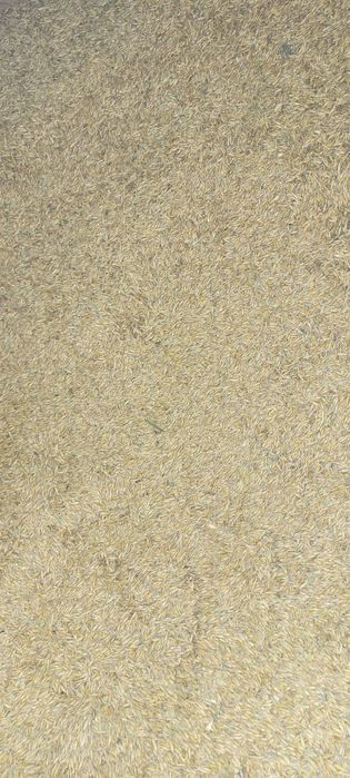 Sprzedam owies  2025