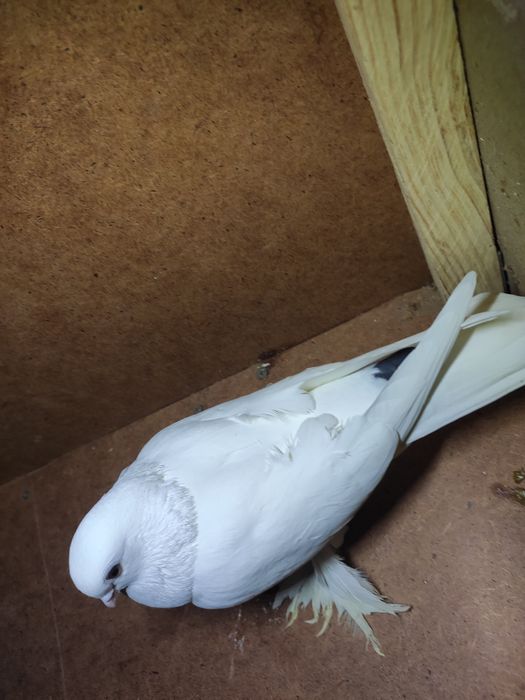 Gołąbek widymek samica