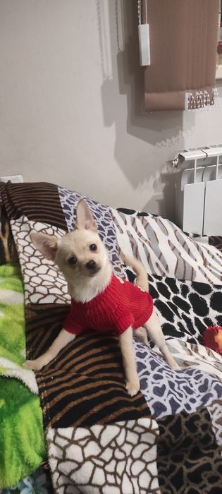 Чихуашка симпотуля