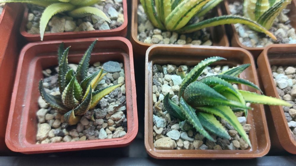 Haworthia truncata limegreen variegata obtusa limifolia sansevieria