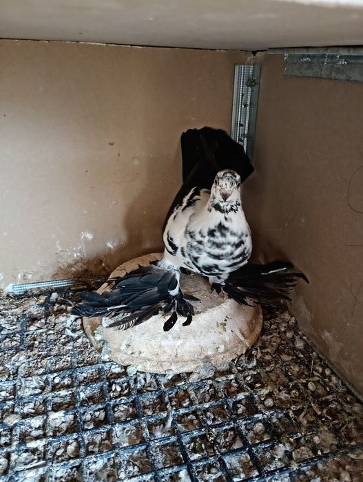 Widyny , gołebie ozdobne 25r