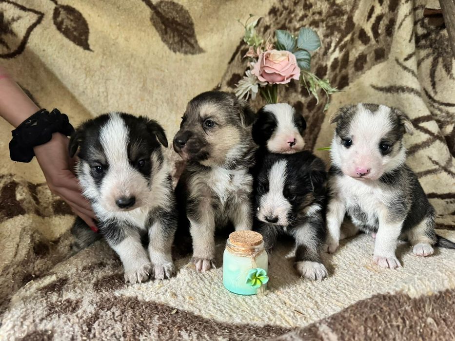 Cachorrinhos para dar